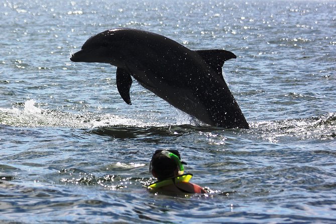 Wild Dolphin Encounter & Snorkeling Adventure - Who should book this wild dolphin and snorkeling outing