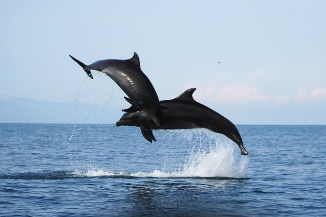Wild Dolphin Encounter & Snorkeling Adventure - Los Arcos de Mismaloya snorkeling: your hour in the water and what affects it